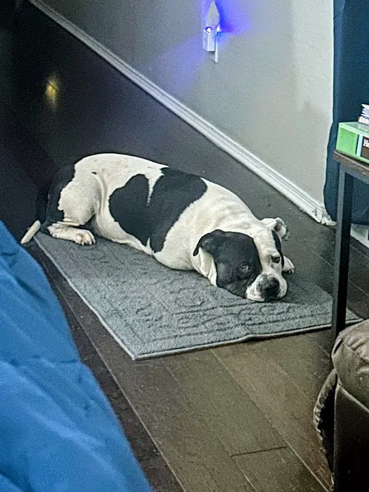 Dobbins Village Veterinary Hospital Picture 7