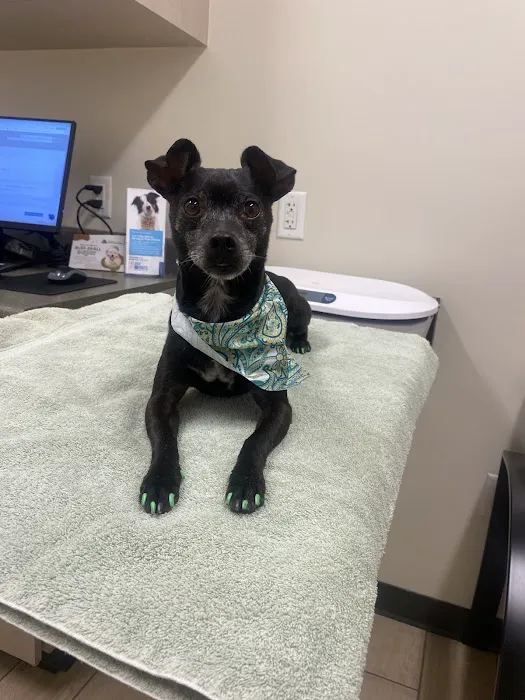 Dobbins Village Veterinary Hospital Picture 9
