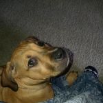 Arizona Humane Society Veterinary Clinic at South Mountain Campus