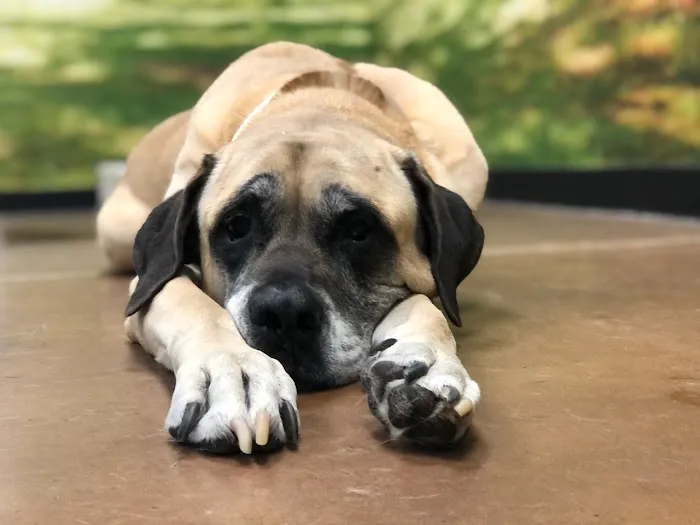 Arizona Humane Society Veterinary Clinic at South Mountain Campus Picture 7