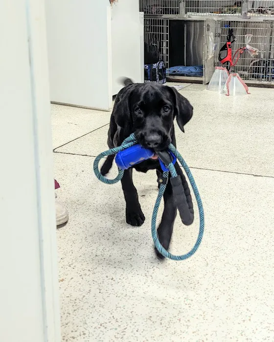 Tolleson Animal Clinic Picture 1