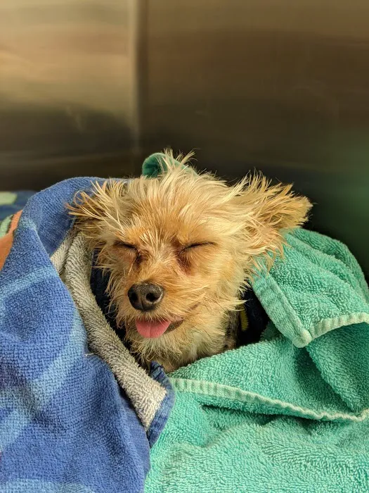 Tolleson Animal Clinic Picture 4