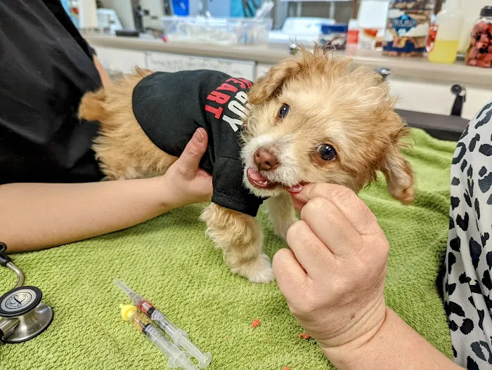 Tolleson Animal Clinic Picture 5