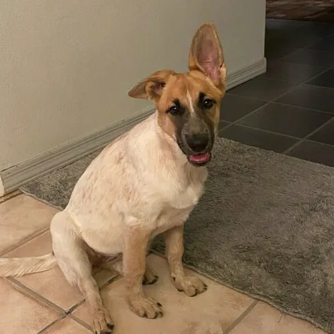Camelwest Animal Hospital Picture 8