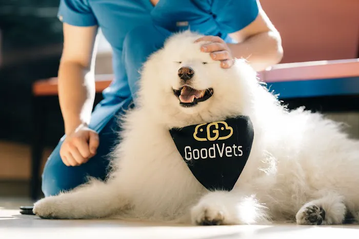 GoodVets Tolleson Picture 5