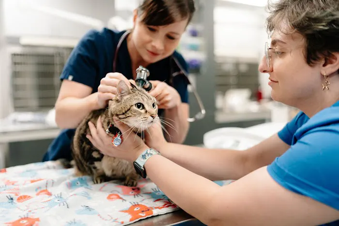 GoodVets Tolleson Picture 6