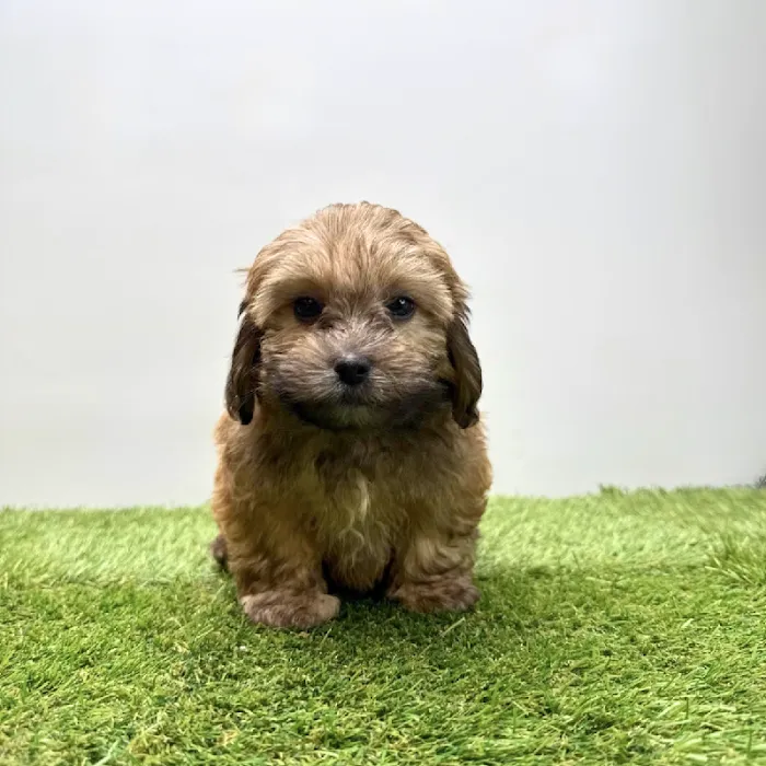 Puppyland Tolleson Picture 4
