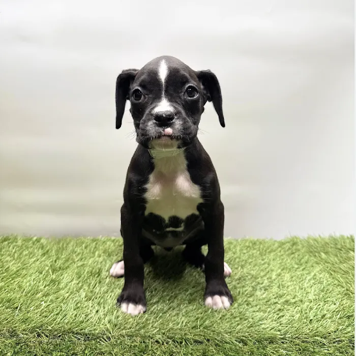Puppyland Tolleson Picture 1