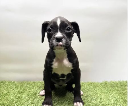 Puppyland Tolleson