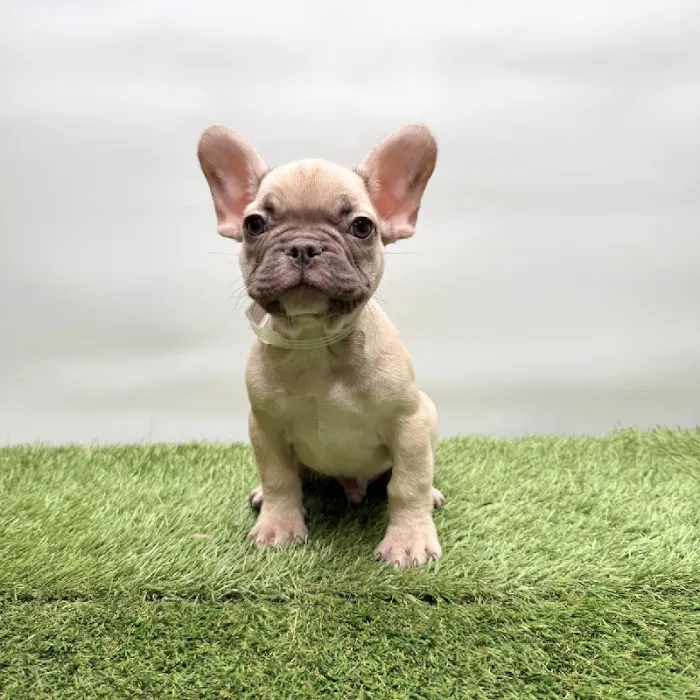 Puppyland Tolleson Picture 7