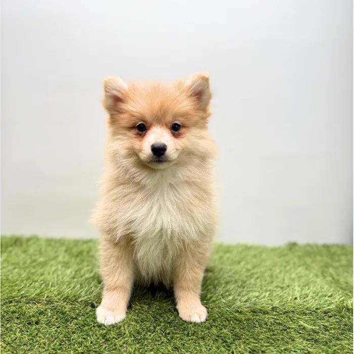 Puppyland Tolleson Picture 9