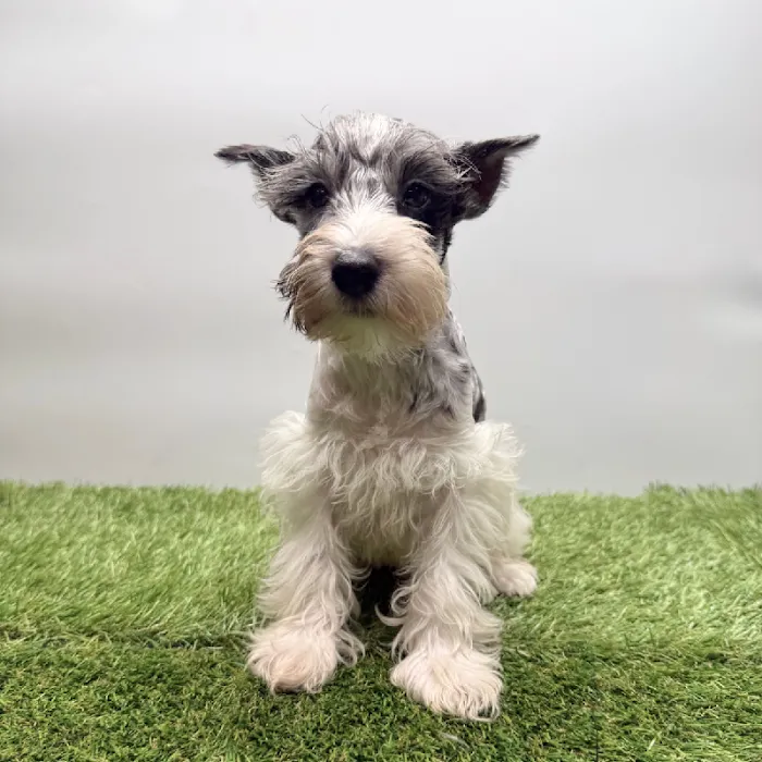 Puppyland Tolleson Picture 3