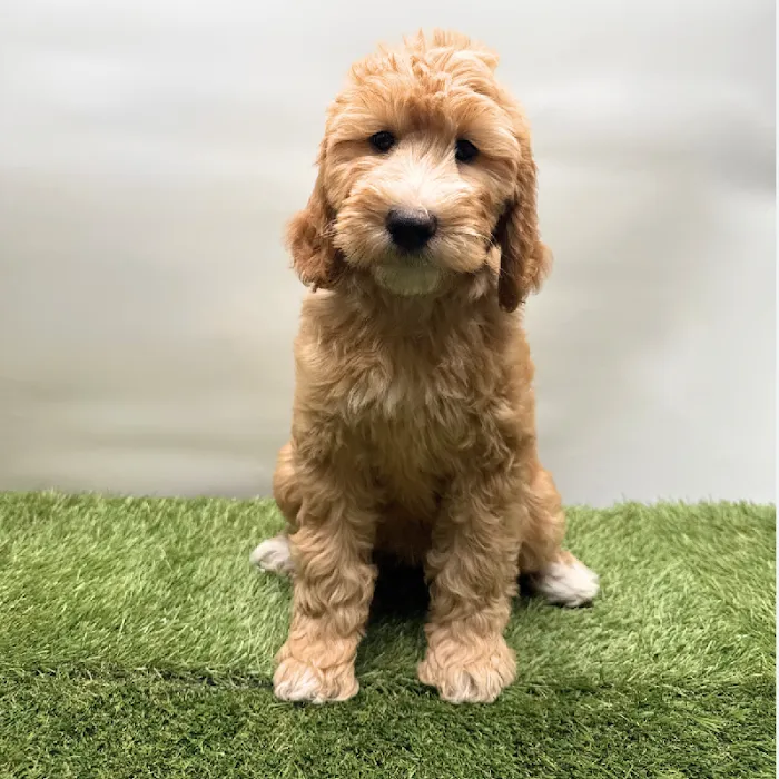 Puppyland Tolleson Picture 10