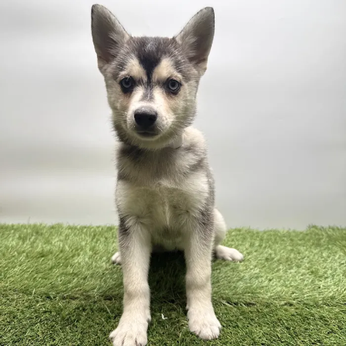 Puppyland Tolleson Picture 2