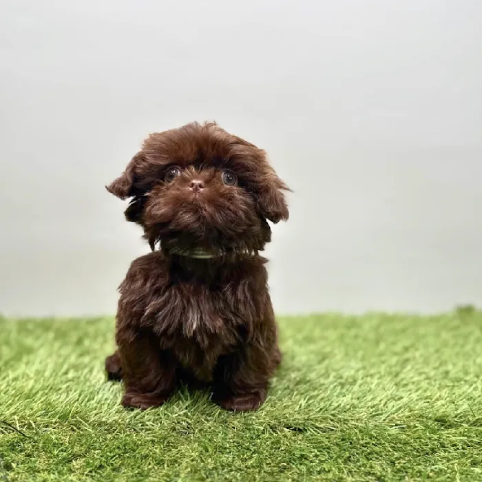 Puppyland Tolleson Picture 6