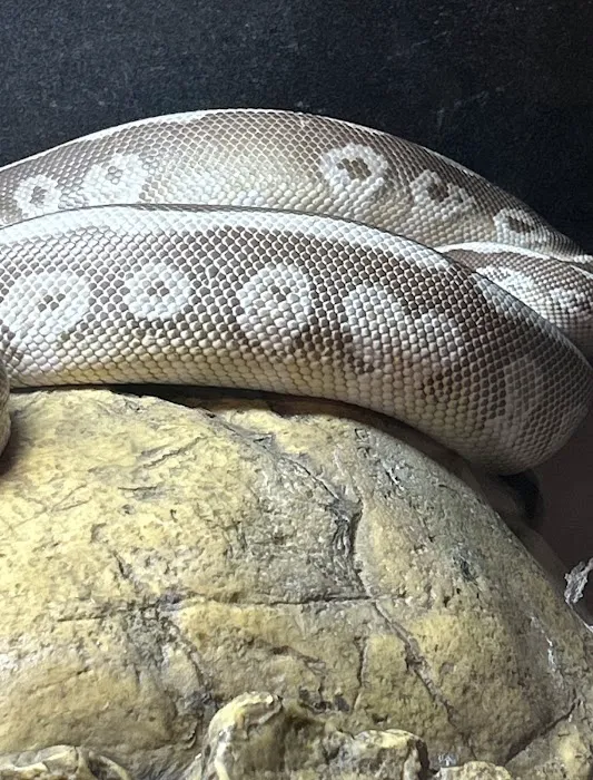 Scales 'N Tails Phoenix West Picture 9