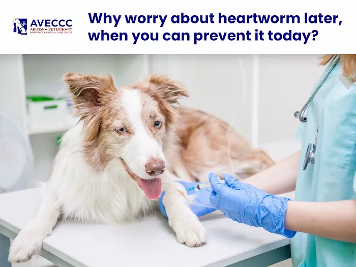 Arizona Veterinary Emergency & Critical Care Center Picture 1