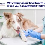 Arizona Veterinary Emergency & Critical Care Center