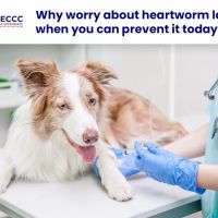Arizona Veterinary Emergency & Critical Care Center ico