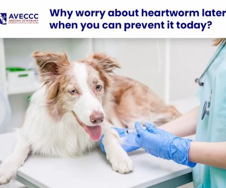 Arizona Veterinary Emergency & Critical Care Center