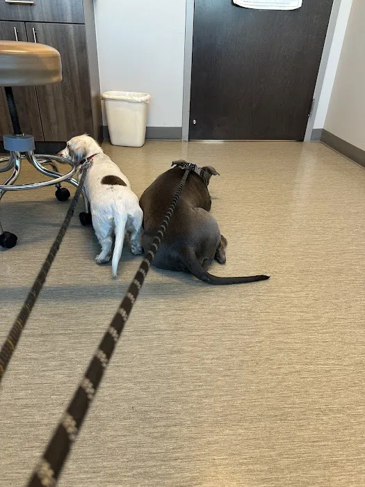 Canyon State Veterinary Specialties Picture 5