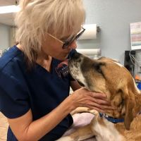 Arizona Veterinary Dental Specialists - Peoria ico