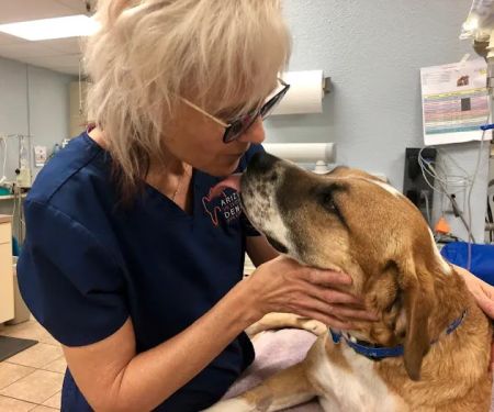 Arizona Veterinary Dental Specialists - Peoria