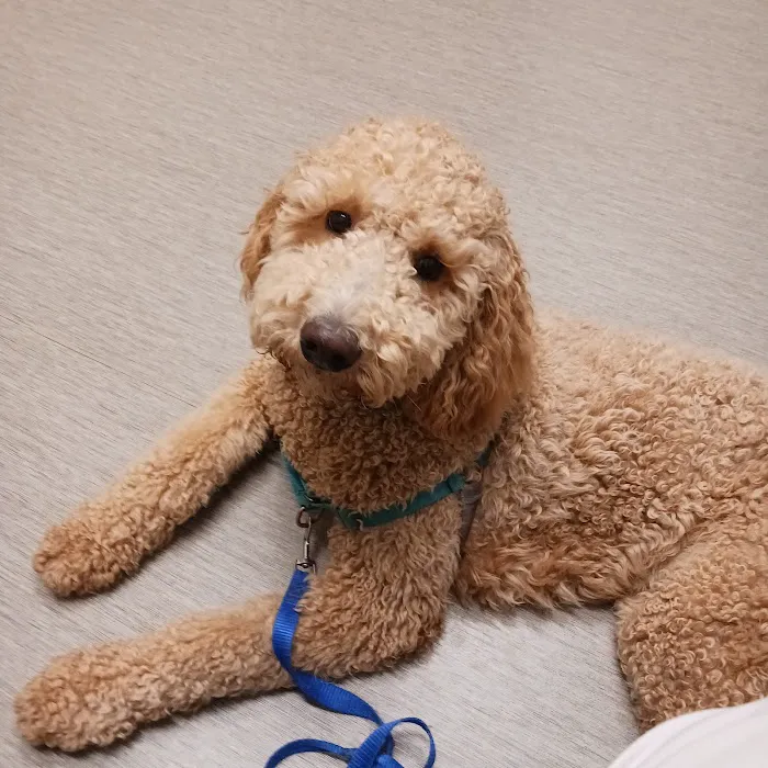 Arizona Veterinary Dental Specialists - Peoria Picture 6