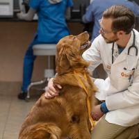 Banfield Pet Hospital ico