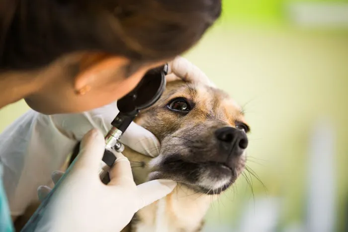Banfield Pet Hospital Picture 4