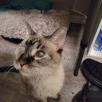 Eye Care for Animals - Avondale ico