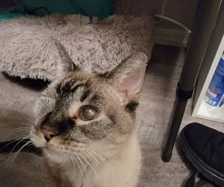 Eye Care for Animals - Avondale