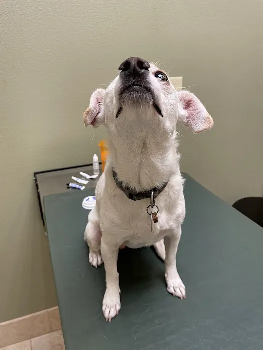 Eye Care for Animals - Avondale Picture 6