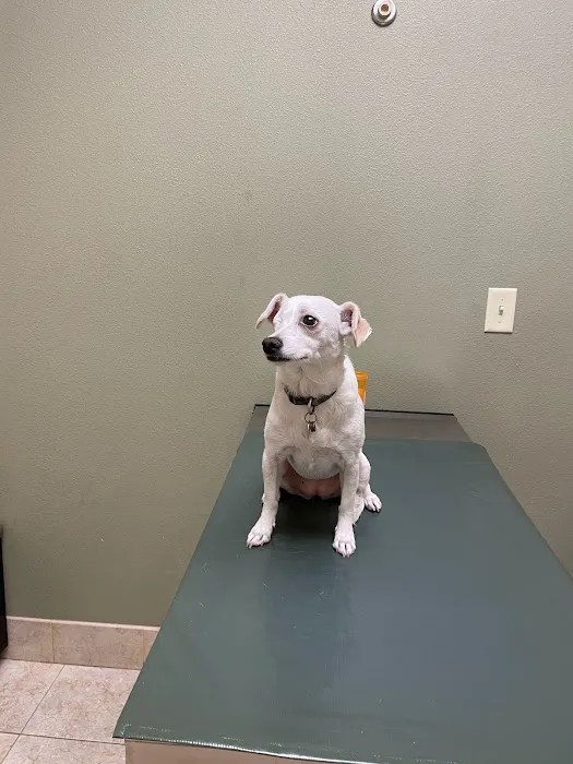 Eye Care for Animals - Avondale Picture 4