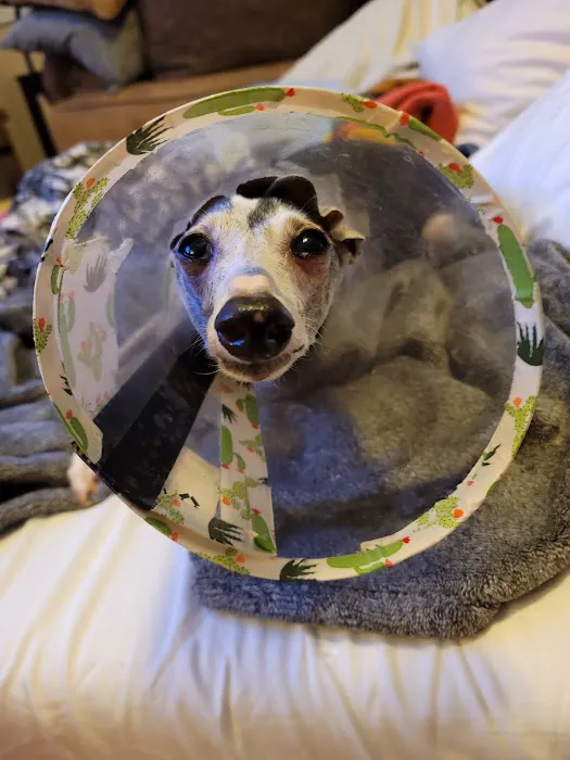 Eye Care for Animals - Avondale Picture 5