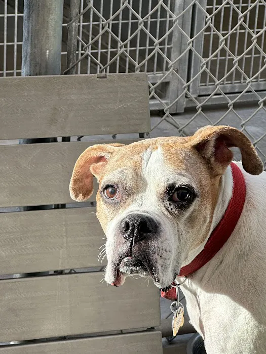BluePearl Pet Hospital Picture 8