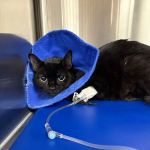 BluePearl Pet Hospital