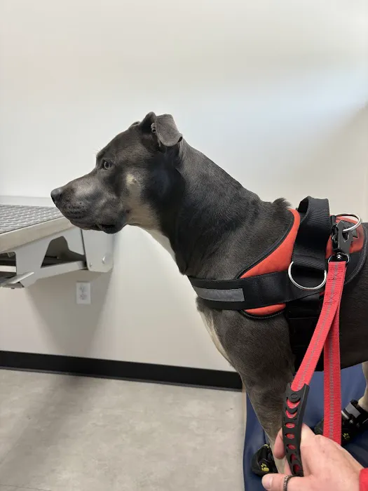CityVet | Goodyear Picture 3