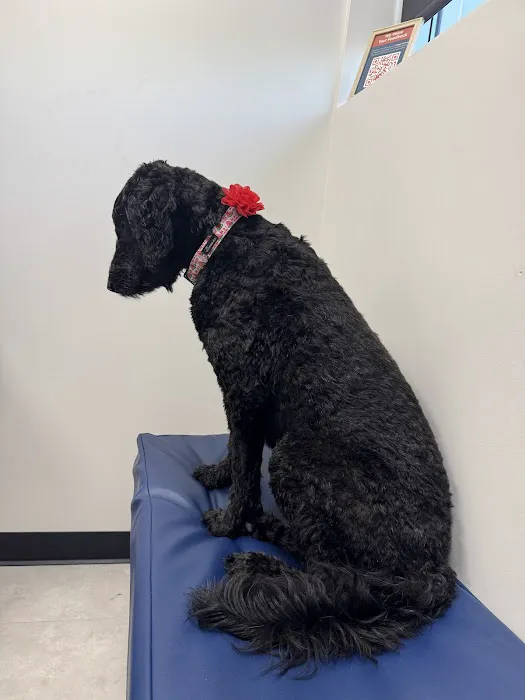 CityVet | Goodyear Picture 9