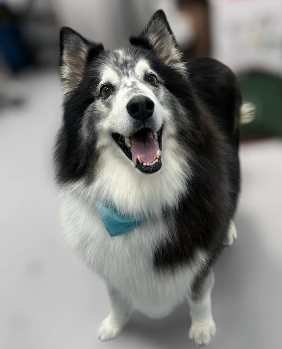 CityVet | Goodyear Picture 7