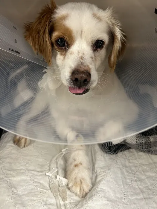 Southwest Veterinary Surgical Service, PC Picture 3