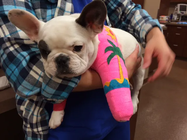Southwest Veterinary Surgical Service, PC Picture 8