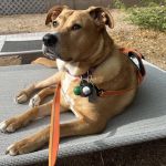 Southwest Veterinary Surgical Service, PC