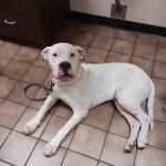 43rd Avenue Animal Hospital