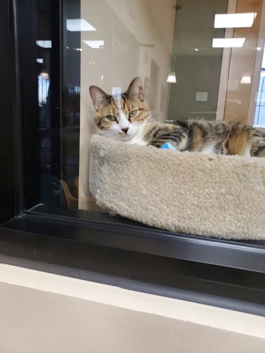 Larkspur Cat Clinic Picture 7