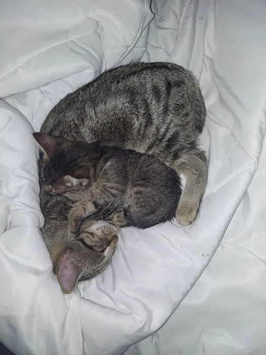 Larkspur Cat Clinic Picture 4