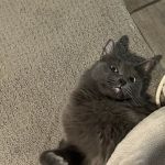 Larkspur Cat Clinic