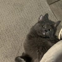 Larkspur Cat Clinic ico