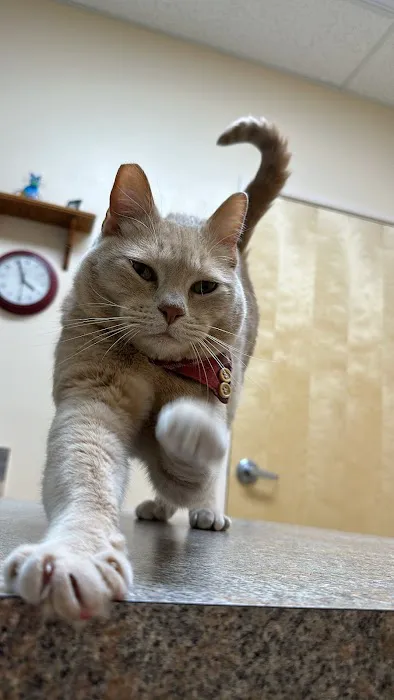 Larkspur Cat Clinic Picture 2