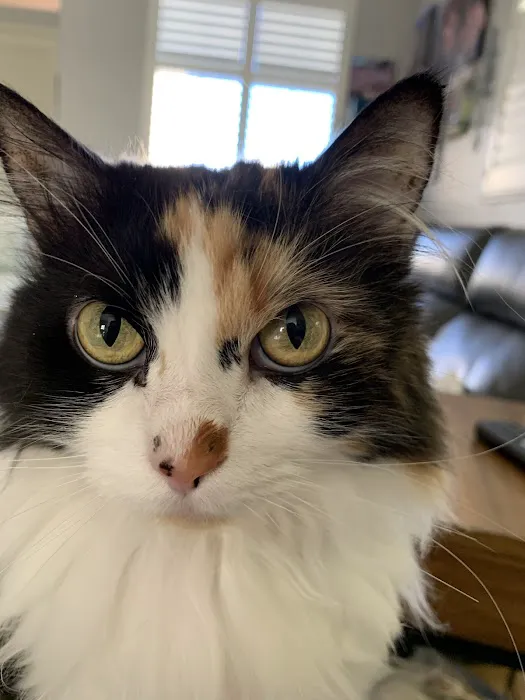 Larkspur Cat Clinic Picture 10